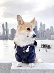Ellie Dog Wear Zip Up Adventure Dog Hoodie Hook & Loop Pockets And Adjustable