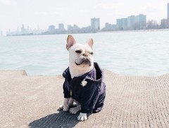 Ellie Dog Wear Zip Up Adventure Dog Hoodie Hook & Loop Pockets And Adjustable