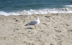 🌞Sandy Hook, N.J. Heavyweight Cotton Crewneck Sweatshirt *Fate Rate Ship $4.00