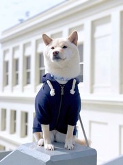 Ellie Dog Wear Zip Up Adventure Dog Hoodie Hook & Loop Pockets And Adjustable