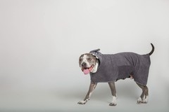 BoxDog Wearable Microfiber Dog Towel Hoodie Medium Grey Shark